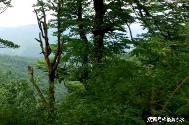 小猪佩奇小小冒险